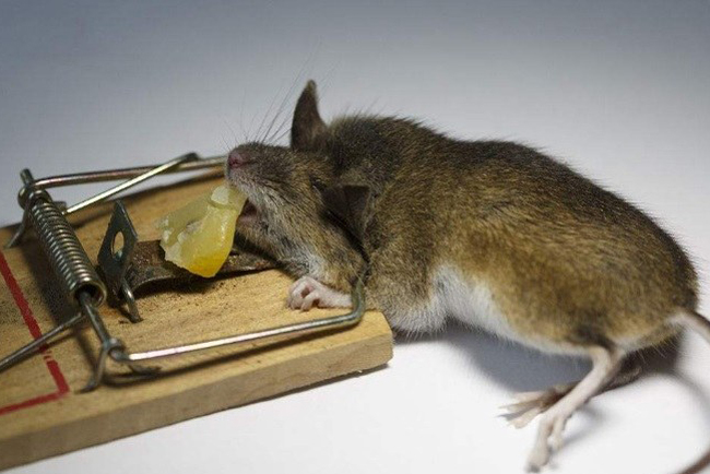 專業滅老鼠，殺蟲服務專業PCO